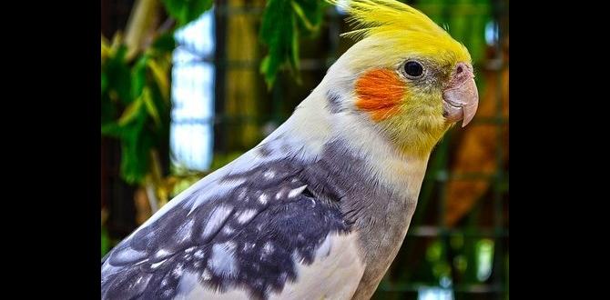 Color blending in split to mutation cockatiels