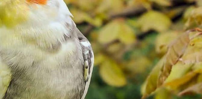 Color changes in cockatiels over time