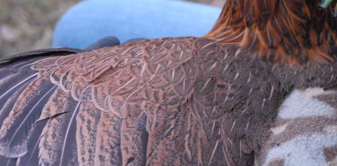 Daily health check routine for chicks