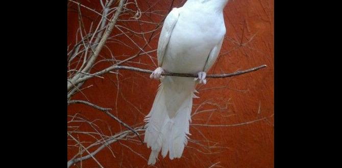 Difference between albino and whiteface lutino cockatiels