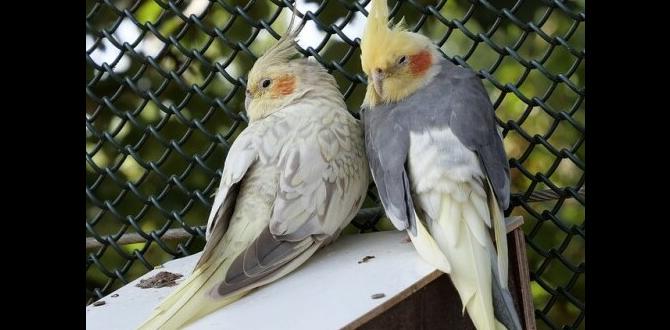 Difference between light and dark pied cockatiels
