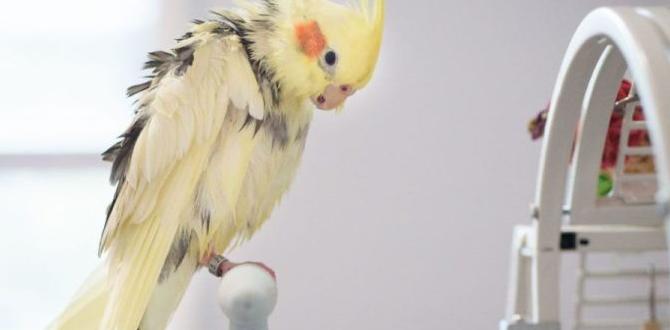 Difference between social preening and mating Difference between social preening and mating