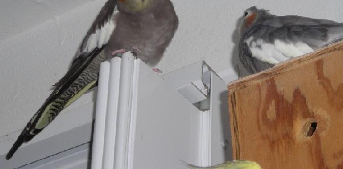 Do all female cockatiels have duller cheek patches? Do all female cockatiels have duller cheek patches?