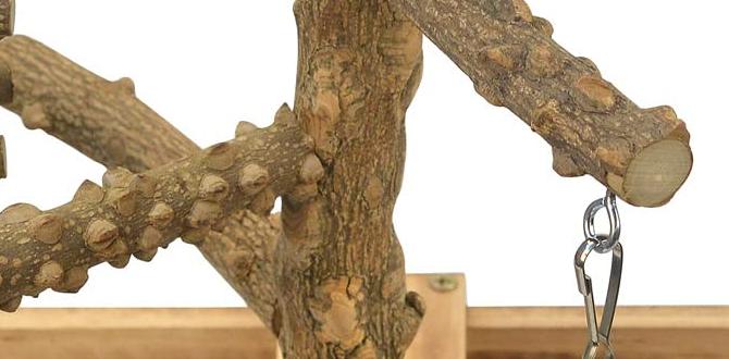 Do cockatiel chicks need perches?