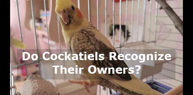 Do cockatiel chicks recognize their caregivers? Do cockatiel chicks recognize their caregivers?