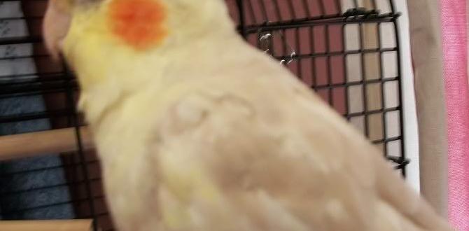 Do cockatiel colors change with age? Do cockatiel colors change with age?