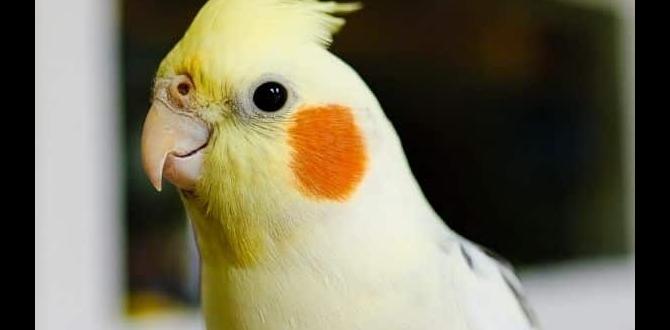 Do cockatiels lay eggs without mating?