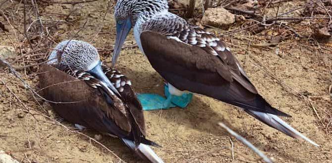 Do cockatiels mate for life?