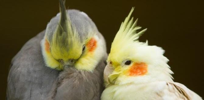 Do cockatiels need special bedding for laying? Do cockatiels need special bedding for laying?