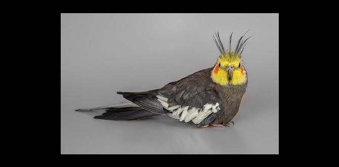 Do cockatiels scream more during mating season?
