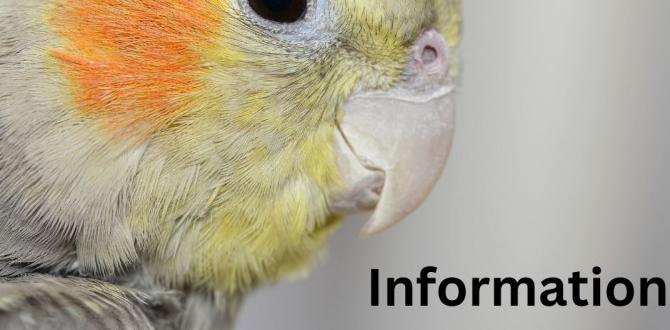 Do cockatiels show ID traits seasonally?