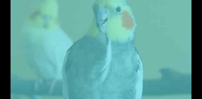 Do darker cockatiels overheat faster?