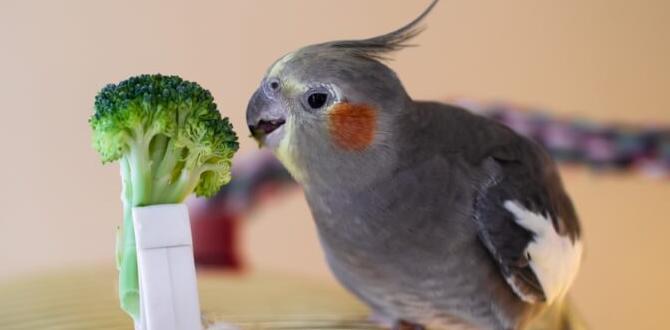 Do female cockatiels come in more types? Do female cockatiels come in more types?