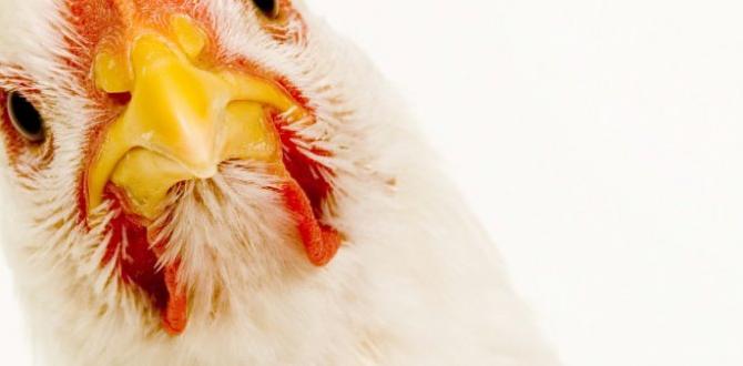 Do females always lay eggs even if unpaired?