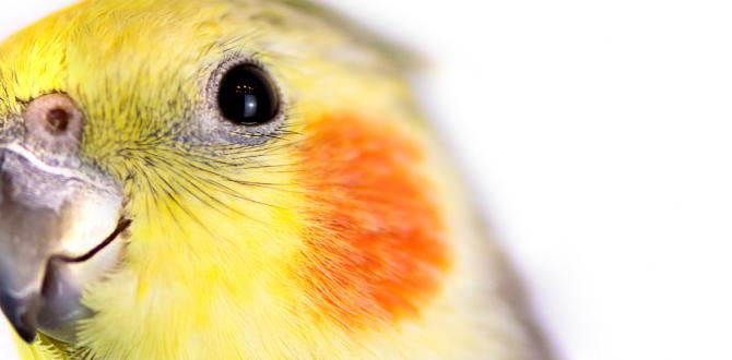 Do male cockatiels retain juvenile coloring longer? Do male cockatiels retain juvenile coloring longer?