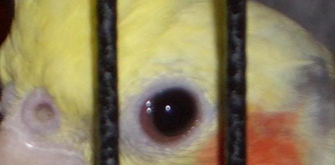 Do whiteface cockatiels have red eyes? Do whiteface cockatiels have red eyes?