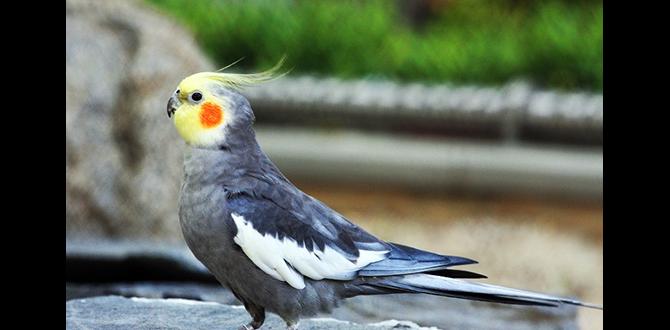 Does laying reduce cockatiel life expectancy?