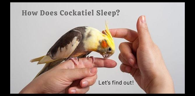 Does mating affect cockatiel sleep?