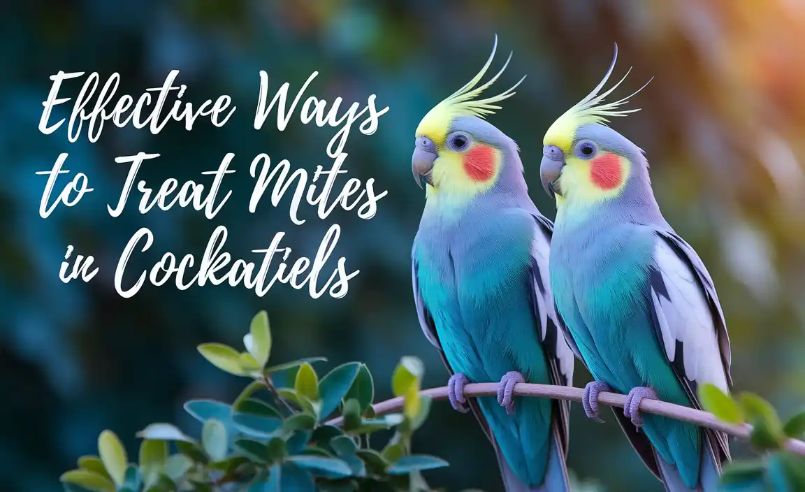 Effective Ways To Treat Mites In Cockatiels