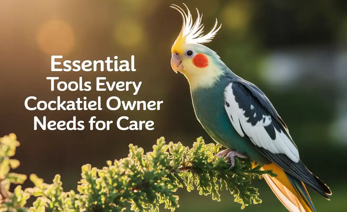 Essential Tools Every Cockatiel Owner Needs For Care