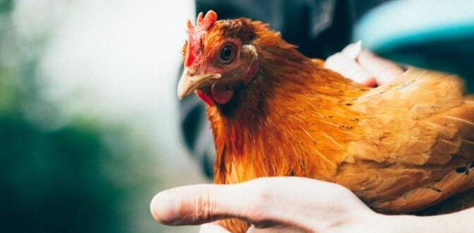 Ethical considerations in chick hand rearing Ethical considerations in chick hand rearing