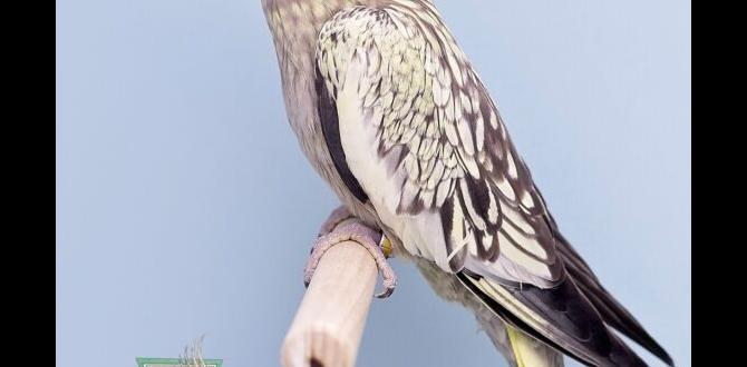 Eye color differences in cockatiel mutations Eye color differences in cockatiel mutations