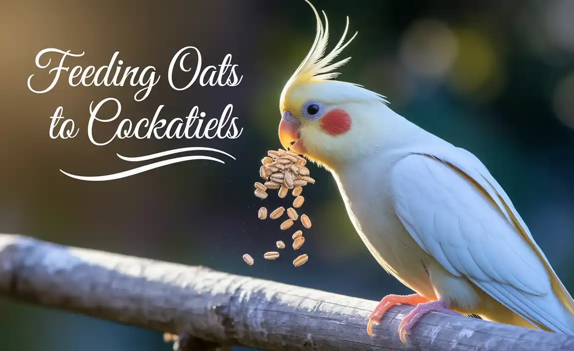 Feeding Oats To Cockatiels