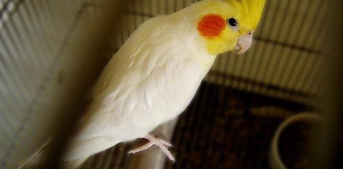 First aid for baby cockatiel injuries