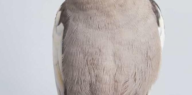 Genetic combinations in cockatiel types