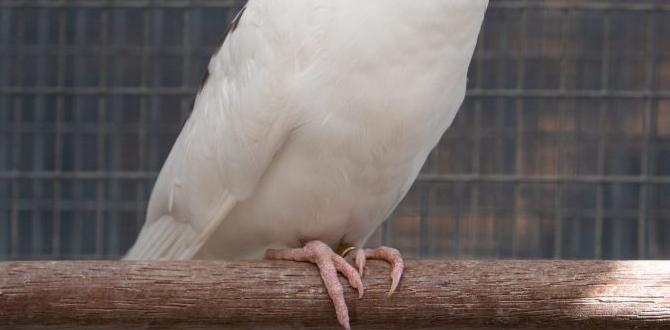 Genetics behind cockatiel color variations Genetics behind cockatiel color variations