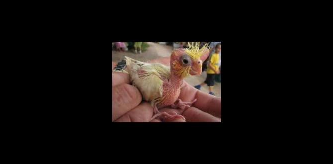 Hand rearing rejected baby cockatiels