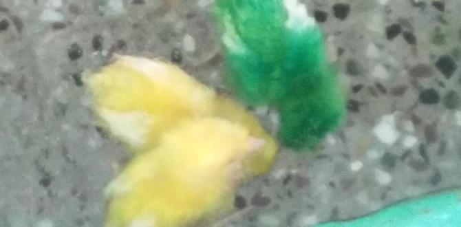 How early can color variation be seen in chicks?