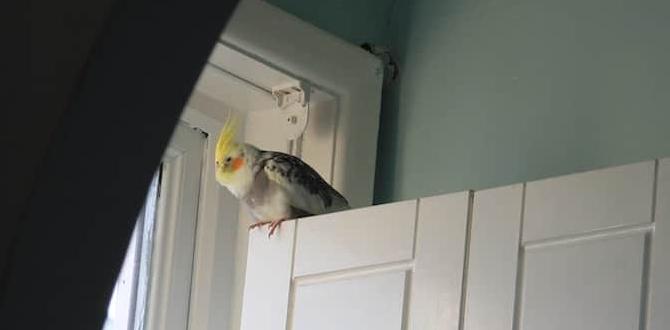 How long can cockatiel chicks be left alone? How long can cockatiel chicks be left alone?