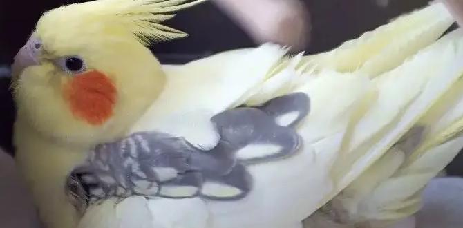 How long does it take for cockatiel eggs to hatch? How long does it take for cockatiel eggs to hatch?
