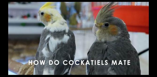 How long should cockatiels be together to mate?