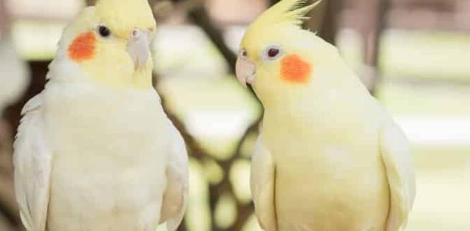 How many color variations do cockatiels have?
