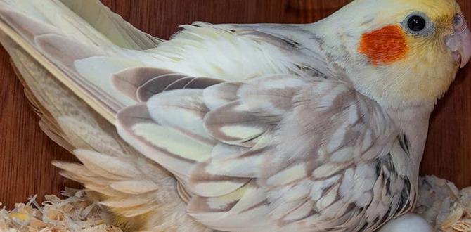 How many eggs do cockatiels usually lay? How many eggs do cockatiels usually lay?