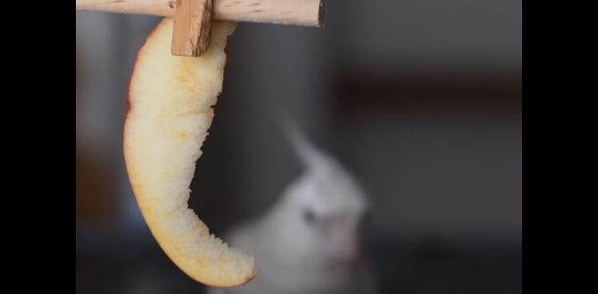 How much calcium does a laying cockatiel need?