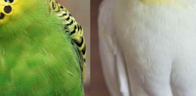 How often can cockatiels mate safely? How often can cockatiels mate safely?