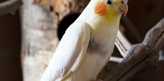 How to calm an overly hormonal cockatiel