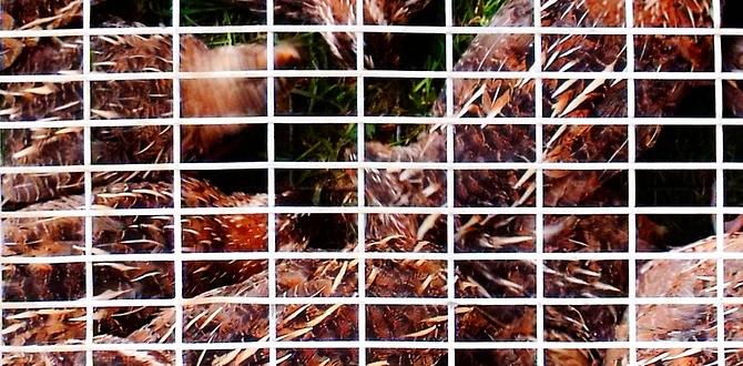 How to clean the cage with eggs present How to clean the cage with eggs present