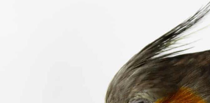 How to clean up after baby cockatiels How to clean up after baby cockatiels