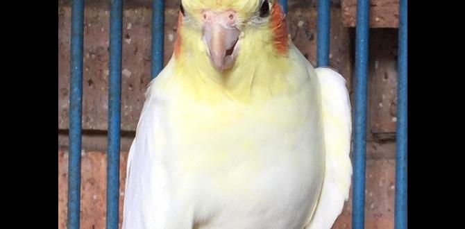 How to differentiate albino and lutino cockatiels