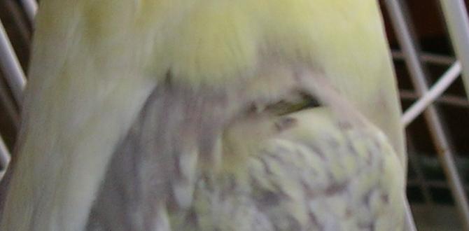 How to distinguish pied from pearl cockatiels How to distinguish pied from pearl cockatiels