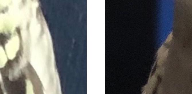 How to document your cockatiel’s feather changes How to document your cockatiel’s feather changes