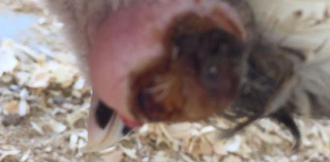 How to help a chick with eye issues How to help a chick with eye issues