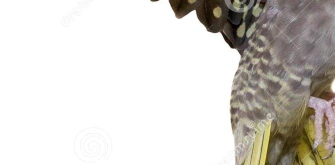 How to identify a pearl mutation cockatiel