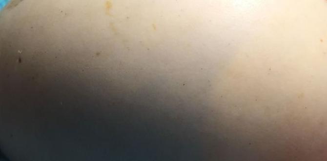 How to know if an egg is dead or alive How to know if an egg is dead or alive