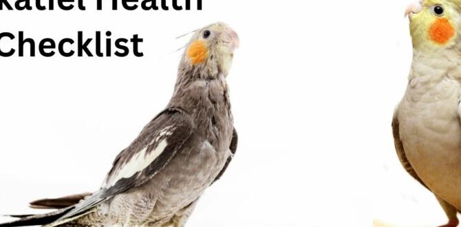 How to monitor health of laying cockatiels How to monitor health of laying cockatiels