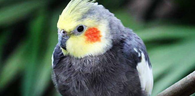 How to photograph cockatiel colors properly